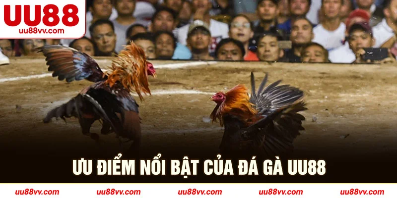 Ưu điểm nổi bật của đá gà UU88