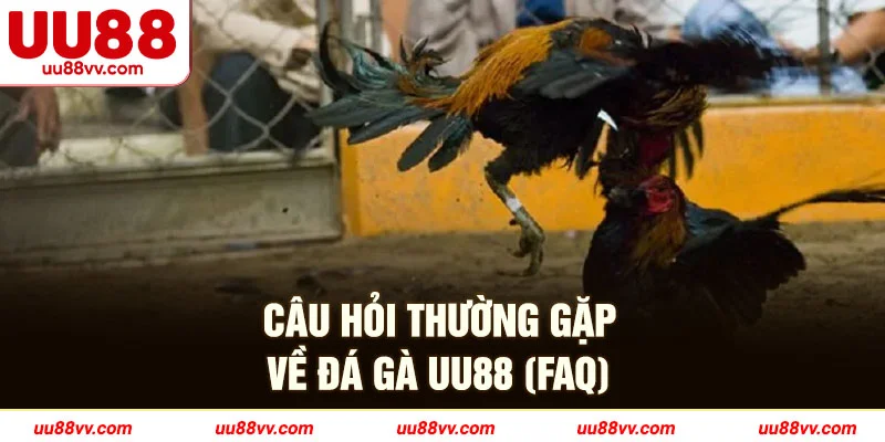 Câu hỏi thường gặp về đá gà UU88 (FAQ)