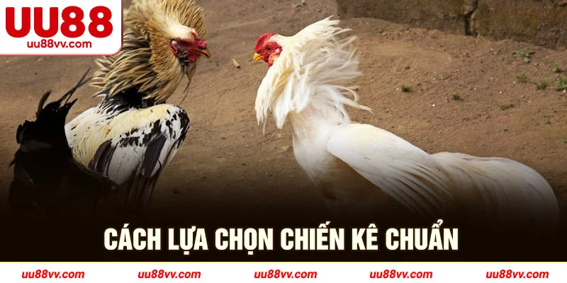 Cách lựa chọn chiến kê chuẩn