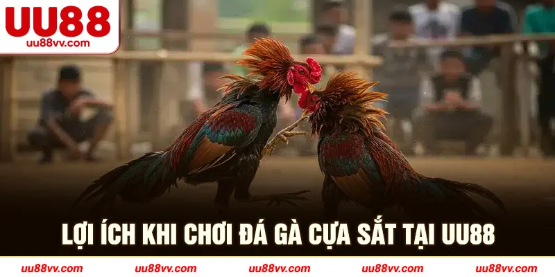 lợi ích khi chơi đá gà cựa sắt tại UU88