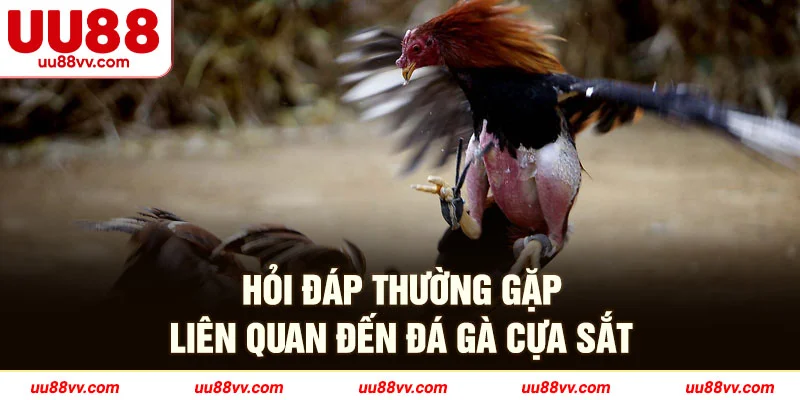 Hỏi đáp thường gặp liên quan đến đá gà cựa sắt