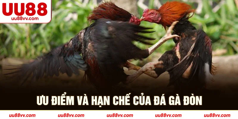 Ưu điểm và hạn chế của đá gà đòn