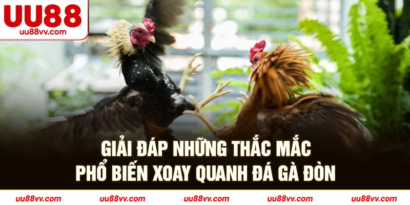 Giải đáp những thắc mắc phổ biến xoay quanh đá gà đòn